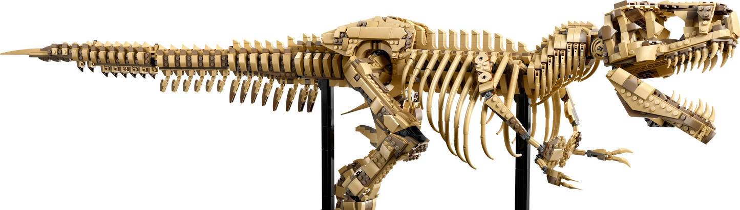 T-Rex Dinosaur Skeleton Fossil - 76968